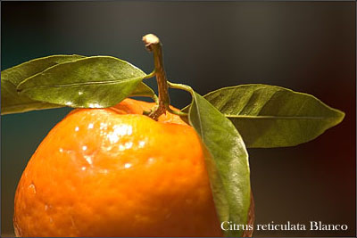 Makrofoto Zitrusfrucht