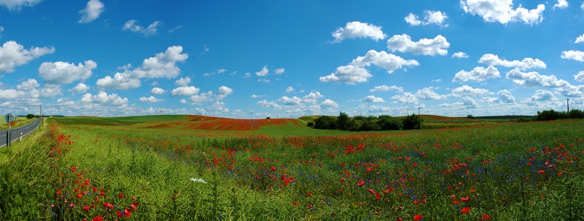 Panoramafoto: Mohnblüte in der Uckermark