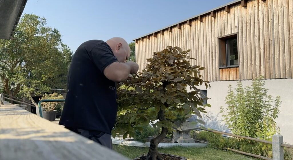 Blattschnitt an einer Buche die als Bonsai gestaltet wird.